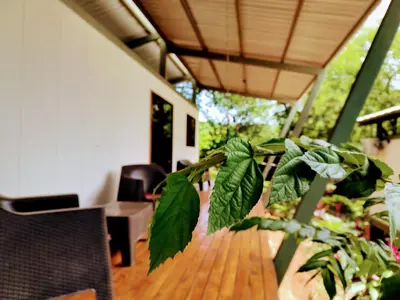 a plant in a room with a table and chairs at Casa Abierta Playa Juquillal 2 habitaciones in Santa Cruz