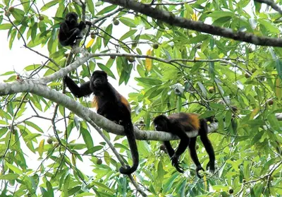 three monkeys are sitting on a tree branch at Casa Abierta Playa Juquillal 1 habitacion in Santa Cruz