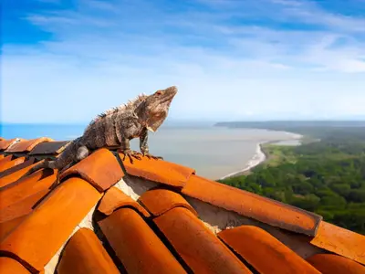 a lizard sitting on top of a roof at 1hr SJO Airport-Ocean views-Gated Beachclub-Pool in Tarcoles