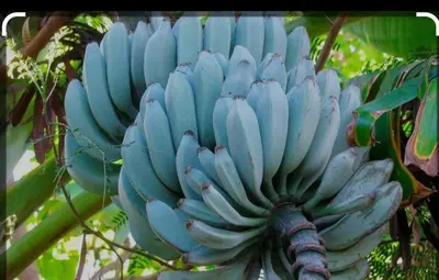 a bunch of blue bananas hanging from a tree at Java blue banana in Santa Cruz
