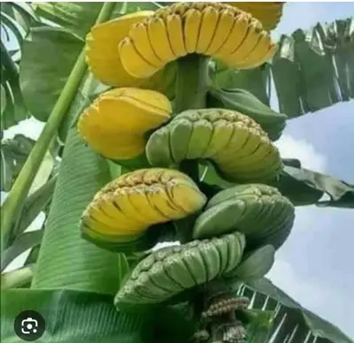 a bunch of bananas on a banana tree at Java blue banana in Santa Cruz