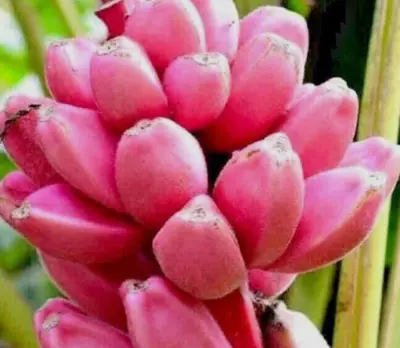 a close up of a pink flower at Java blue banana in Santa Cruz