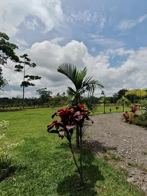 a small palm tree in a field of grass at Tropical Crystal House in Guápiles