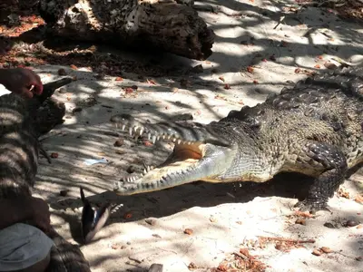 a crocodile laying on the ground in the sand at Casas Pelicano in Playa Junquillal