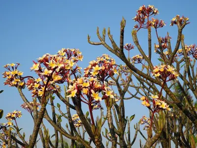 a group of trees with pink and yellow flowers at Casas Pelicano in Playa Junquillal