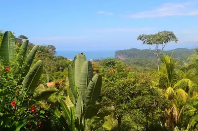 a view of a forest with trees and plants at Chalet Jardin Tropical in Ojochal