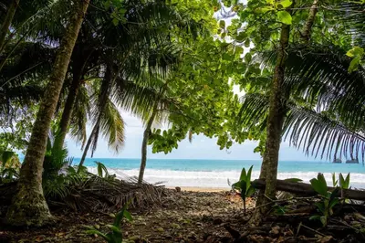 a beach with palm trees and the ocean at Casa Ballena with Beach Access and Private Pool in Uvita