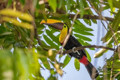 a yellow and black bird sitting on a tree branch at Casa Ballena with Beach Access and Private Pool in Uvita