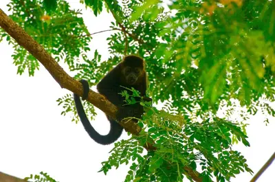 a monkey is sitting on a tree branch at Catalina World Class Viewslocationservice! in Sámara