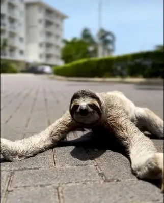 a baby sloth laying on the ground with itsplayedplayed legs at Refugio Caribeño in Puerto Limón