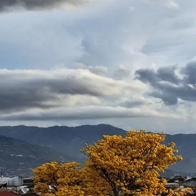 two trees with yellow leaves under a cloudy sky at Apartamento Céntrico con Vista in Heredia
