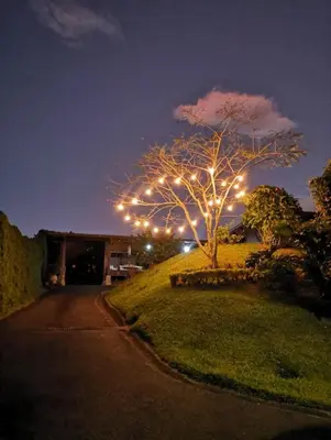 a tree with lights on the side of a road at Mountain View Near SJO Airport Fast WiFi in Alajuela City