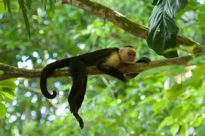 a monkey is sitting on a tree branch at EBK Surf Apartamento 1 in Santa Cruz