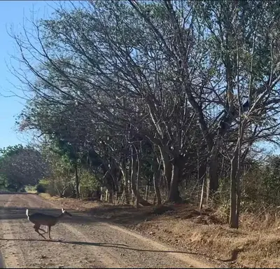 a bird walking down a dirt road with trees at EBK Surf Apartamento 1 in Santa Cruz