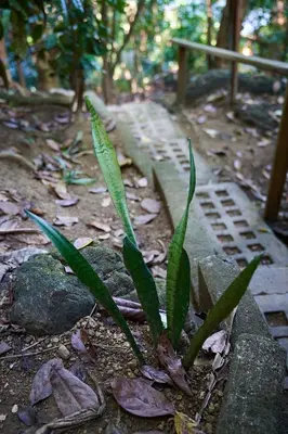 a green plant sitting on top of a stone path at Luz En El Cielo Eco-B&B/Hostel in Montezuma