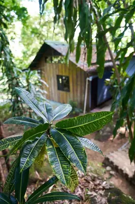 a leafy plant in front of a wooden house at Luz En El Cielo Eco-B&B/Hostel in Montezuma