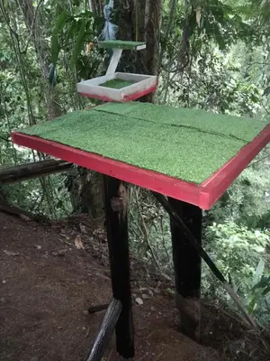 a ping pong table in the middle of a forest at CocoRelax in Siquirres