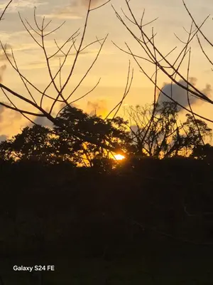 a sunset seen through the branches of a tree at Guacamaya in Bahia