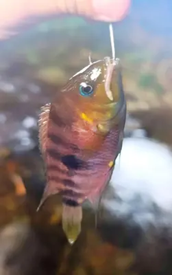 a fish in the water with a pipe in its mouth at Kono Rainbow Finca paraíso in Jiménez