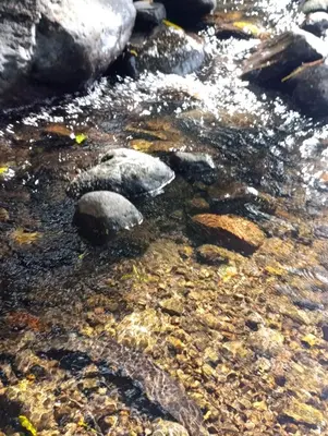 a stream of water with rocks in a river at Kono Rainbow Finca paraíso in Jiménez