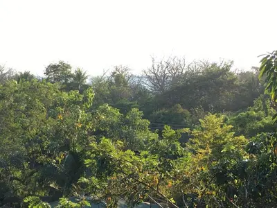a group of trees and bushes in a field at VED Beach Terrace Apt 6 - Steps to the Beach in Santa Teresa Beach
