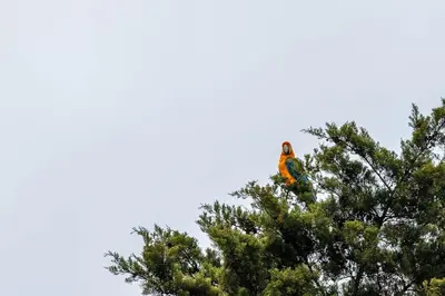 a bird perched on top of a tree at Aves Monteverde Eco Lodge con jacuzzi in La Cruz