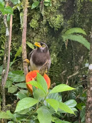 a bird sitting on top of a tree at Aves Monteverde Eco Lodge con jacuzzi in La Cruz
