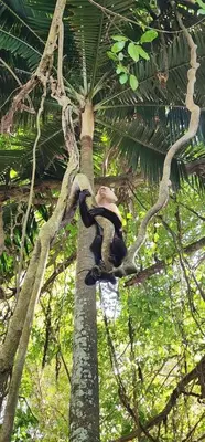 a monkey sitting on top of a tree at Cabinas La Parcela in Dominicalito