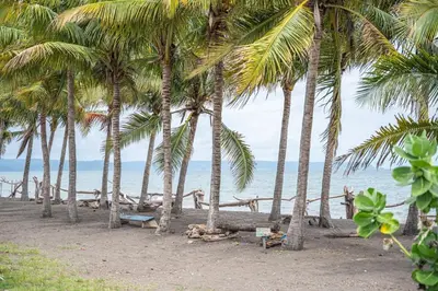 a group of palm trees on a beach with the ocean at Japandi Tropical Stay in Puntarenas