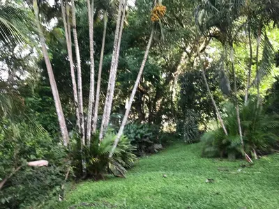 a group of palm trees in a yard at La Serenidad in Tronadora