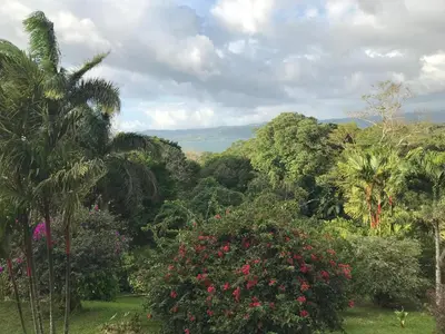 a forest of trees and bushes with flowers at La Serenidad in Tronadora