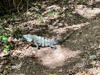 a iguanauanauanauanauanauanauanauanauanauanauanauanauana at Eco Glamping Verde, Bahia Gigante in Puntarenas