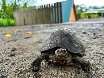 a turtle is sitting on the road at Eco Glamping Verde, Bahia Gigante in Puntarenas
