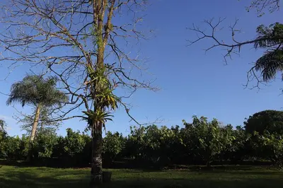 two palm trees in a park with a blue sky at El santuario - Cabin by a River in Fortuna