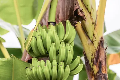 a bunch of green bananas hanging from a tree at Les Voiles Blanches in Tamarindo
