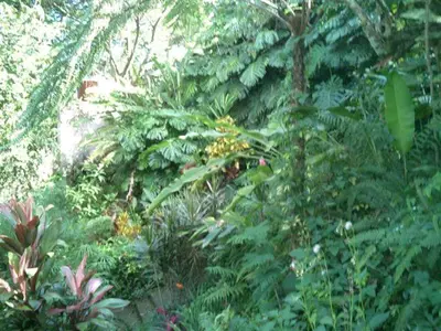 a lush green garden with plants and trees at Gitana Hermosa in San Rafael