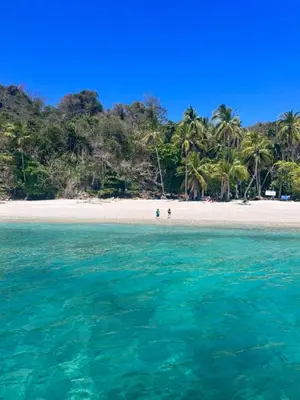 a beach with palm trees and turquoise water at Tour de Bioluminisciencia con Camping
