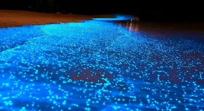 a group of blue lights on a beach at night at Tour de Bioluminisciencia con Camping