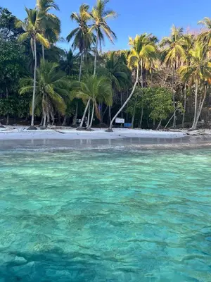 a beach with palm trees and turquoise water at Tour de Bioluminisciencia con Camping