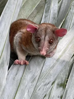 a small animal with ears up sitting on a leaf at Hotel Villas de la Colina in Atenas