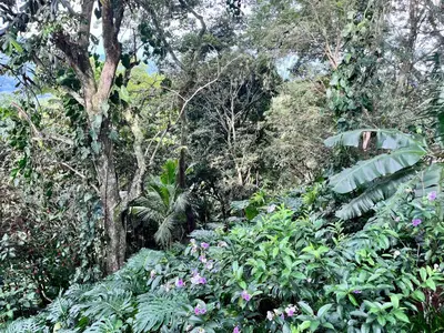 a forest filled with lots of plants and trees at Hotel Villas de la Colina in Atenas