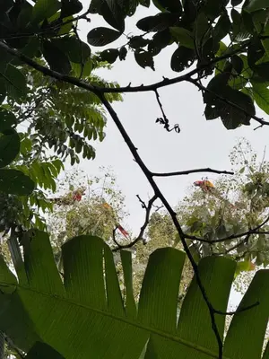 a close up of a green leaf with trees in the background at Hanging Rustic Cabin with Balcony and terrace #4 in Fortuna