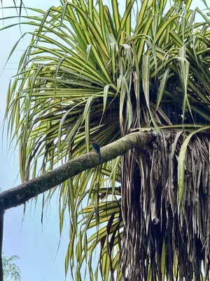 a palm tree with its leaves at Hanging Rustic Cabin with Balcony and terrace #4 in Fortuna