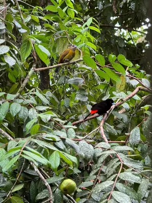 a bird sitting on a branch of a tree at Hanging Rustic Cabin with Balcony and terrace #4 in Fortuna
