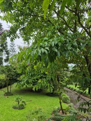 a group of trees with green leaves on a field at Villa Azul in Abundancia