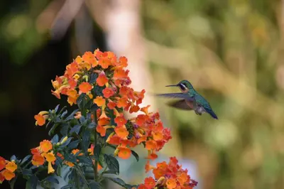 a hummingbird flying over a bunch of flowers at Apricus Costa Rica in Monteverde Costa Rica