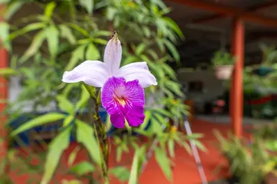 a purple and white flower in front of some plants at Monteverde Wildlife Paradise - Nature Lovers in San Luis