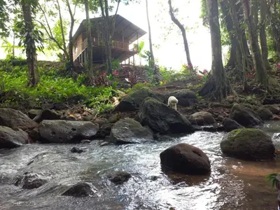 a dog standing in a stream in front of a house at Cabin in the wood in San Francisco
