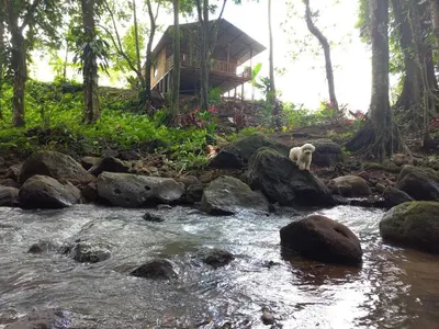a dog standing on rocks next to a river at Cabin in the wood in San Francisco