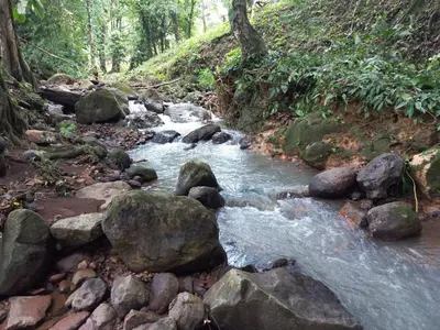 a stream of water with rocks in a forest at Cabin in the wood in San Francisco